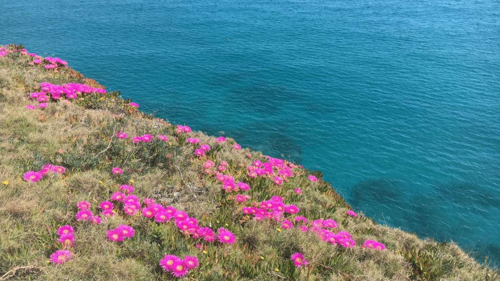 mare e fiori