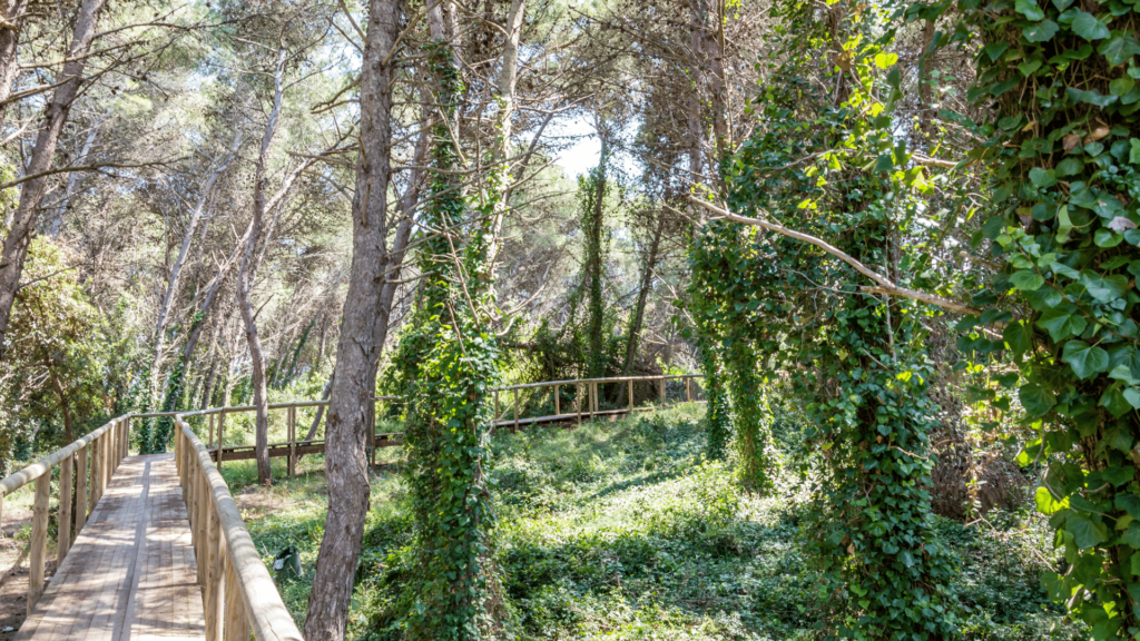 pineta di Torre dell'Orso